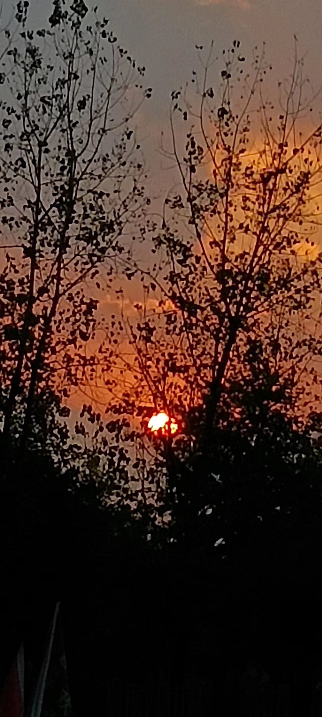 夕陽