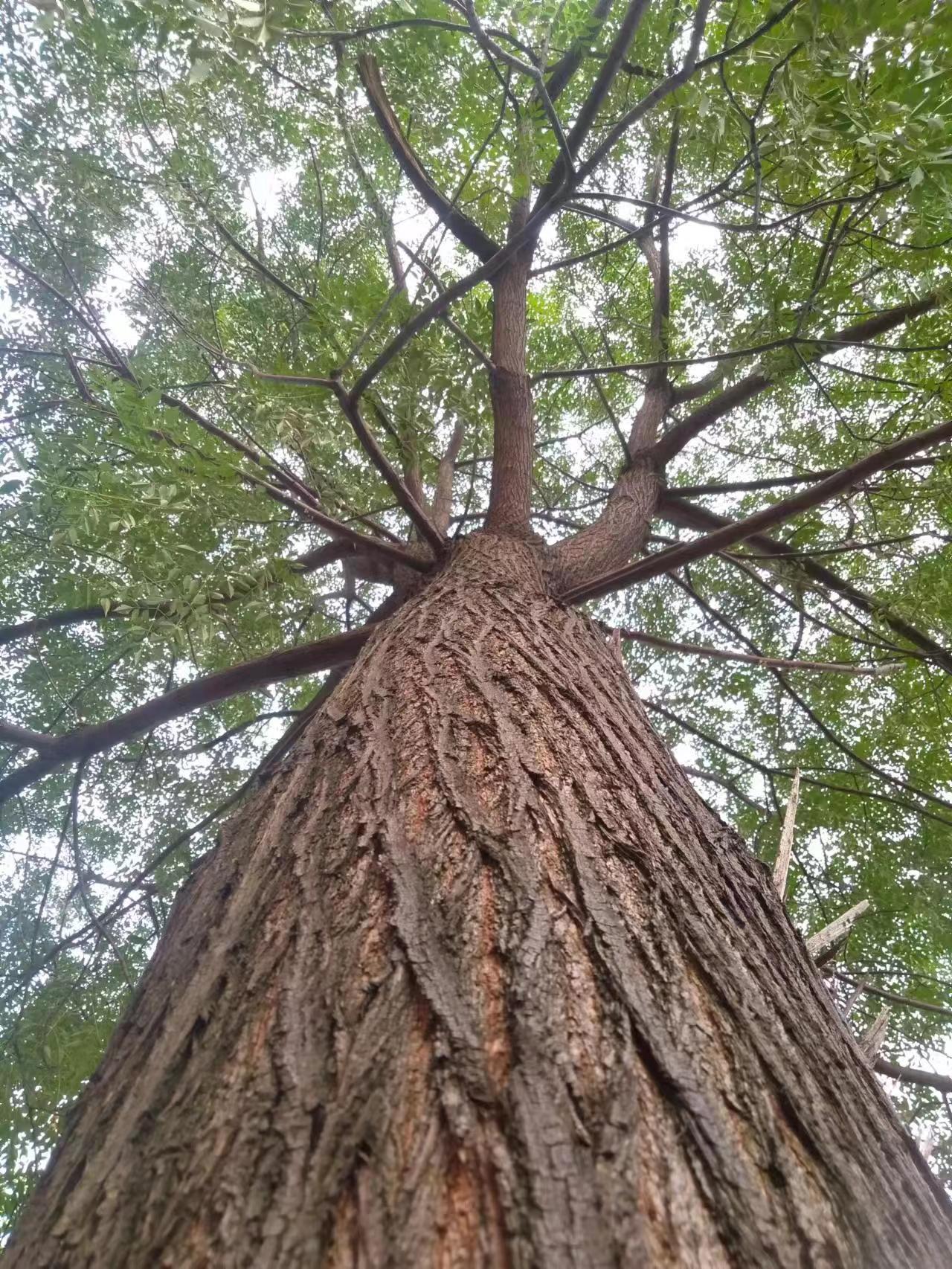 王穎祺 大樹